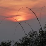 Das Bild zeigt einen Sonnenuntergang. Die obere Hälfte zeigt eine rötliche Färbung am Himmel, der untere Teil ist dunkelgrau. Vor dem Himmel sieht man vier große Grashalme von rechts ins Bild ragen. Im unteren Teil sind Sträucher zu sehen.