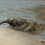 Das Bild zeigt den vorderen Meter eines sehr großen Krokodils. Das Tier liegt in einem Fluss, nur der vordere Teil ragt am Ufer aus dem Wasser. Das Krokodil hat das Maul geöffnet und daraus ragt ein Antilopen- oder Gazellenhorn hervor.