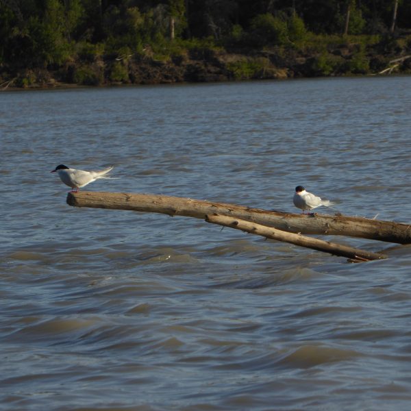 Das Bild zeigt einen Fluss ganz aus der Nähe. Aus dem Wasser ragen zwei Äste heraus. Auf dem größeren der beiden Äste sitzen zwei Vögel mit grauem Gefieder und schwarzen Kopffedern. Der Fluss ist in Bewegung, was sich an kleinen Wellen zeigt.