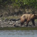 Das Bild zeigt einen Grizzlybären, wie er am Ufer eines Flusses von links nach rechts wandert. Schön zu sehen ist der für einen Grizzly typische Buckel direkt hinter dem Nacken.