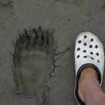 Das Bild zeigt den Fußabdruck eines Grizzlybären im Matsch. Rechts vom Abdruck sieht man einen menschlichen Fuß in einem Croc-Schuh als Maßstab.