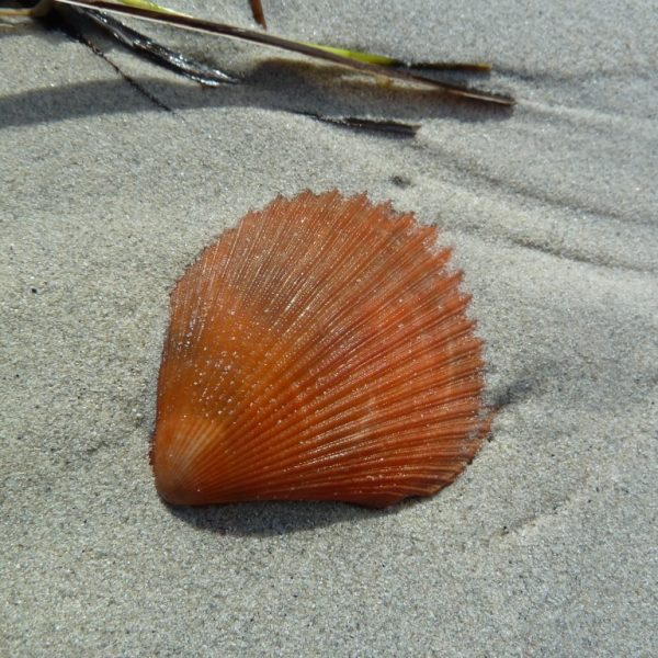 Das Bild zeigt eine rotbraune Muschelschale im Sand. Im oberen Teil des Bildes ist ein Teil einer grün-braunen Pflanze zu sehen.