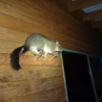 Das Bild zeigt ein Possum, welches sich auf zwei Kleiderhaken an einer Hauswand festhält. Es wird in der Nacht von Taschenlampen angestrahlt. Im linken unteren Bildabschnitt ist ein Wanderstock an einem solchen Kleiderhaken aufgehangen.