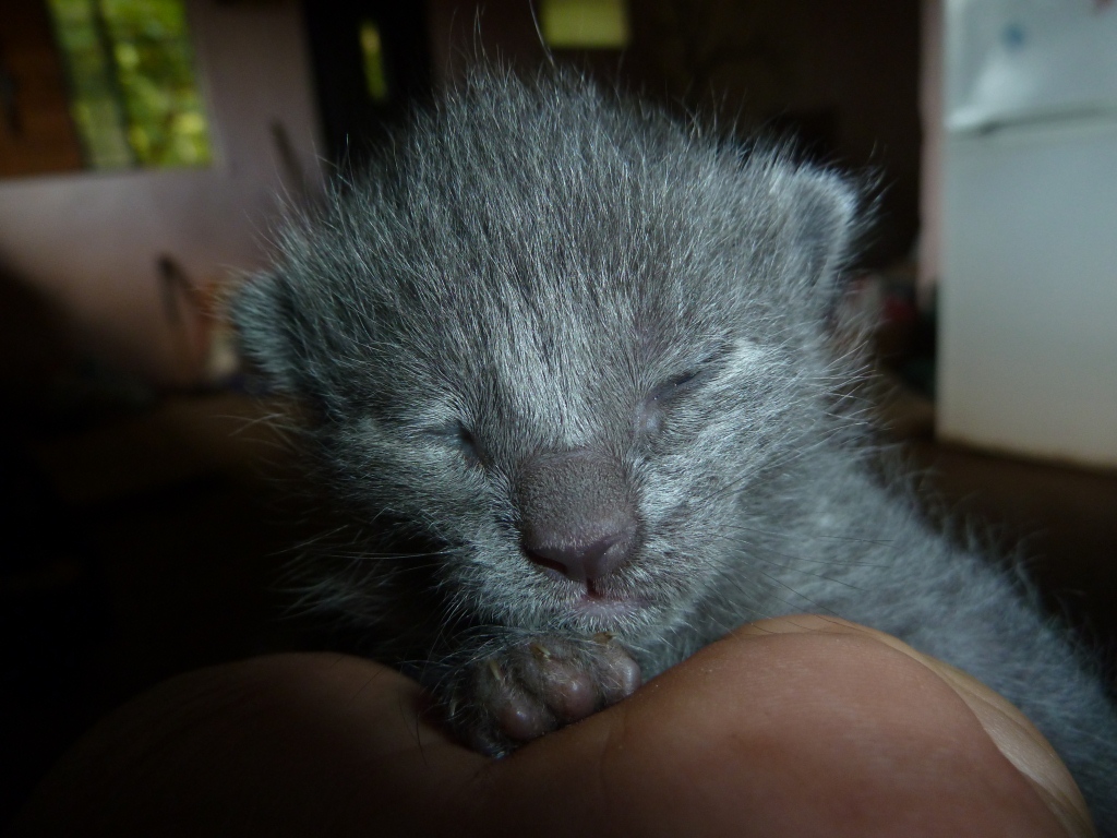 Das Bild zeigt eine junge, schwarze Katze, welche die Augen geschlossen hat und auf einer Hand liegt.